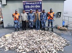 বরিশালে কোস্টগার্ডের অভিযানে ৮শ’ কেজি জাটকা জব্দ