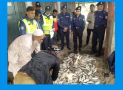 বরিশালে নৌ-পুলিশের অভিযানে ২১০ কেজি জাটকা জব্দ