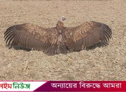 স্যাটেলাইট ট্যাগ’ নিয়ে বরিশালের আকাশে ডানা মেলল সেই হিমালয়ান শকুন