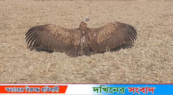 স্যাটেলাইট ট্যাগ’ নিয়ে বরিশালের আকাশে ডানা মেলল সেই হিমালয়ান শকুন