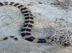 পটুয়াখালীতে বি*ষধর শ*ঙ্খিনী সাপ উ*দ্ধার