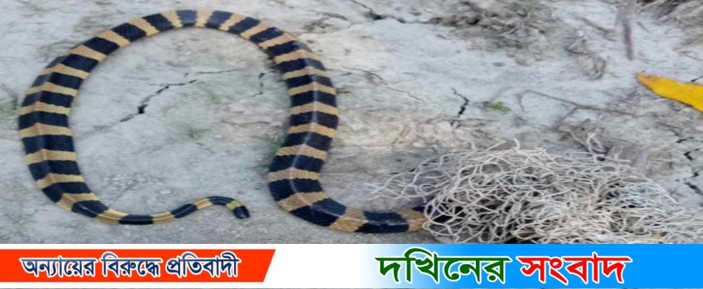 পটুয়াখালীতে বি*ষধর শ*ঙ্খিনী সাপ উ*দ্ধার