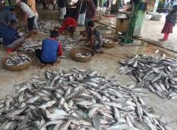 কুয়াকাটায় জেলের জালে ধরা পড়েছে ১৯৫ মণ ইলিশ, ৪০ লাখ টাকায় বিক্রি