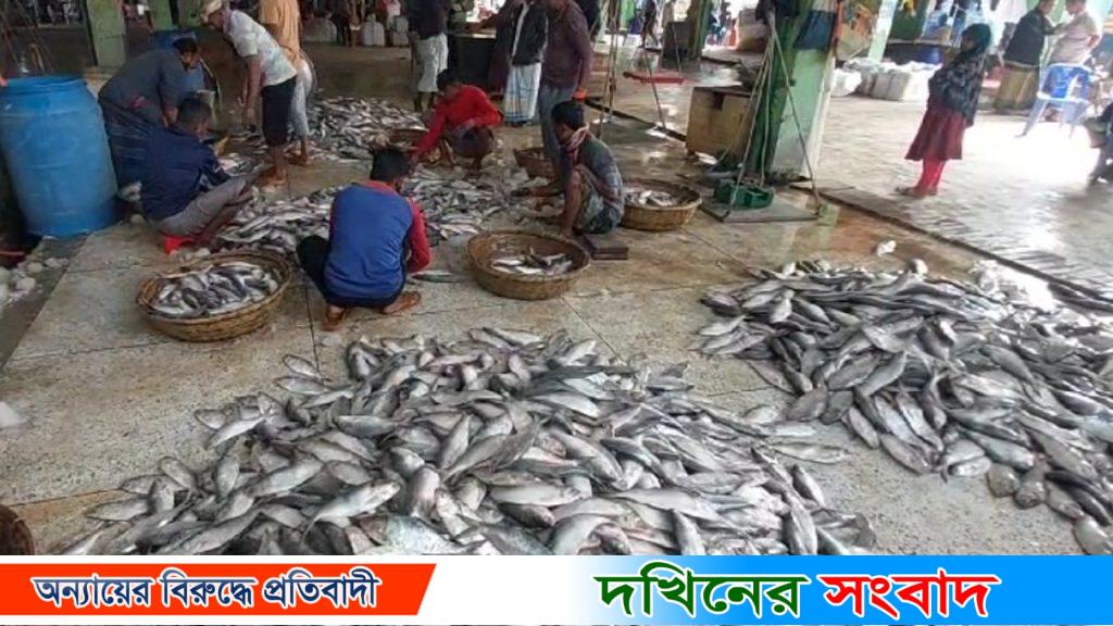 কুয়াকাটায় জেলের জালে ধরা পড়েছে ১৯৫ মণ ইলিশ, ৪০ লাখ টাকায় বিক্রি