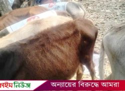 বরিশালে বাছুরের ওজন কম হওয়ায় বিতরণ না করে ফিরে গেলেন ইউএনও