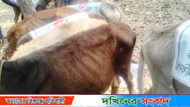 বরিশালে বাছুরের ওজন কম হওয়ায় বিতরণ না করে ফিরে গেলেন ইউএনও