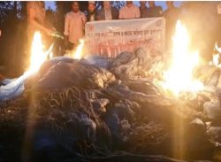 বরগুনার পাথরঘাটায় ৪০ লাখ টাকার অবৈধ জাল পুড়িয়ে ধ্বংস