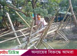 উজিরপুরে বাঁশের সাঁকো দিয়ে হাজারো মানুষের চলাচল