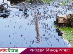 বরিশালে বেড়েছে মশার উপদ্রব, অতিষ্ঠ নগরবাসী