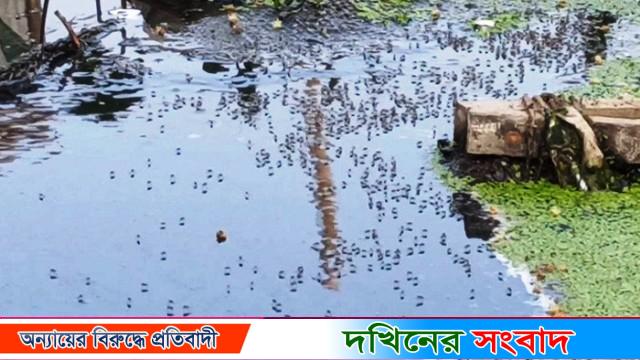 বরিশালে বেড়েছে মশার উপদ্রব, অতিষ্ঠ নগরবাসী
