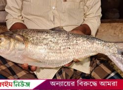 বরগুনায় একটি ইলিশের দাম ১৪ হাজার টাকা