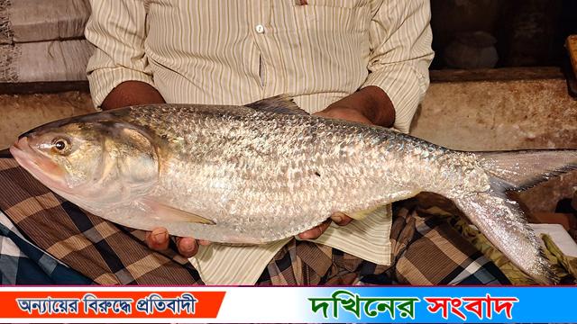 বরগুনায় একটি ইলিশের দাম ১৪ হাজার টাকা