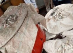 বরিশালে মৎস্য অধিদপ্তরের বিশেষ অভিযানে ২ টন ঝাটকা উদ্ধার