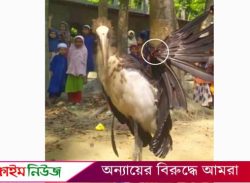 বরগুনায় গুলি থেকে রক্ষা পাওয়া পাখিটি কেটে মাংস ভাগাভাগি