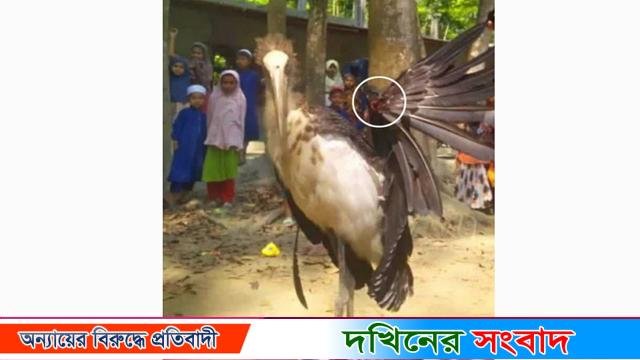 বরগুনায় গুলি থেকে রক্ষা পাওয়া পাখিটি কেটে মাংস ভাগাভাগি