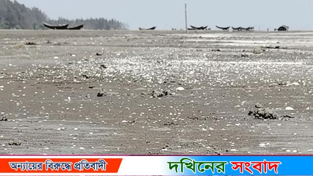 কুয়াকাটায় সমুদ্র সৈকত জুড়ে সাদা ঝিনুক