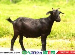 কিস্তির টাকা না দিতে পারায় ছাগল নিয়ে গেলেন এনজিওকর্মী