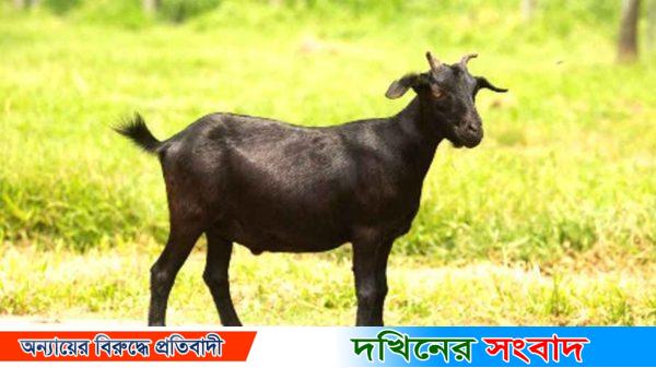 কিস্তির টাকা না দিতে পারায় ছাগল নিয়ে গেলেন এনজিওকর্মী