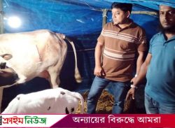 বরিশালে সিজারে গাভীর বাচ্চা প্রসব