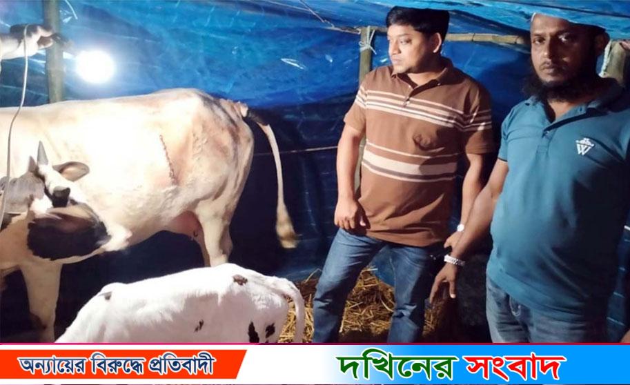বরিশালে সিজারে গাভীর বাচ্চা প্রসব