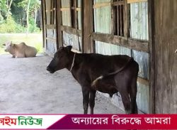 বাকেরগঞ্জে মাদরাসায় শিক্ষক-শিক্ষার্থী অনুপস্থিত, বারান্দায় হাঁটছে গরু!