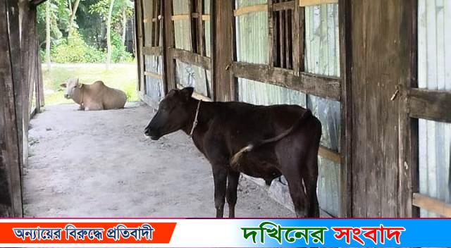 বাকেরগঞ্জে মাদরাসায় শিক্ষক-শিক্ষার্থী অনুপস্থিত, বারান্দায় হাঁটছে গরু!
