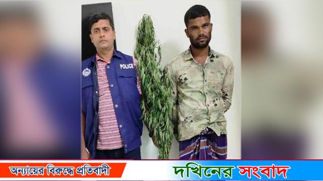 বরিশালে বাড়ির বাগান থেকে গাঁজা গাছ উদ্ধার, আ.লীগ নেতার ছেলে আটক