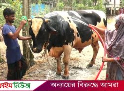 ভোলায় পশুর হাটে ক্রেতাদের নজর কেড়েছে ২২ মণের ‘রাজা বাবু’!