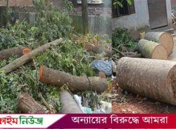 টেন্ডার ছাড়াই বরিশাল সিটি কলেজের গাছ কেটে বিক্রি করলেন অধক্ষ্য!
