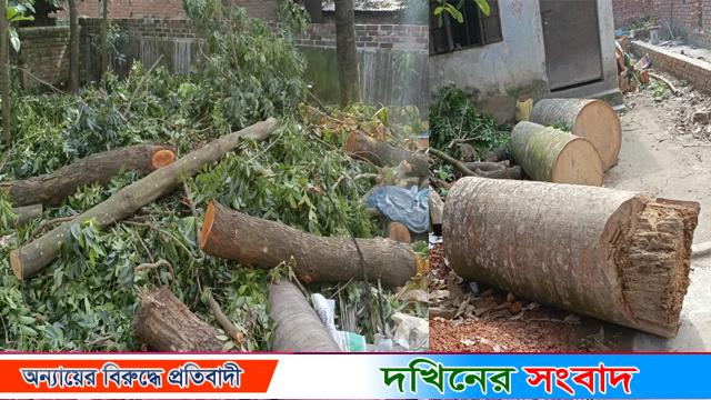 টেন্ডার ছাড়াই বরিশাল সিটি কলেজের গাছ কেটে বিক্রি করলেন অধক্ষ্য!