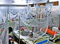 ডেঙ্গুতে আরও ২ জনের মৃত্যু : হাসপাতালে ভর্তি ৩২৬, বরিশালেই ১১৮ জন