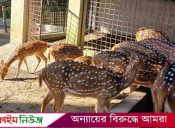 দুর্গাসাগরে তালাবদ্ধ খাঁচা থেকে হরিণ উধাও, থানায় জিডি