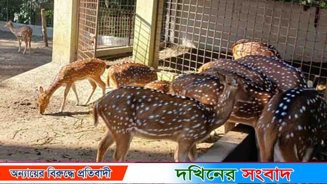 দুর্গাসাগরে তালাবদ্ধ খাঁচা থেকে হরিণ উধাও, থানায় জিডি